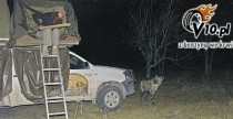 Botswana Kalahari