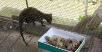 Kopi Luwak - najdrosza i najbardziej ekskluzywna kawa wiata