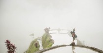 Wakeskating