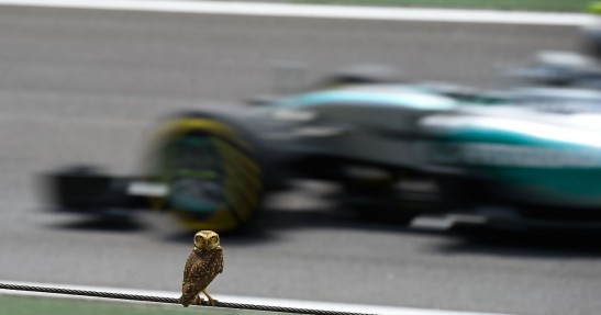 GP Brazylii 2015 - wyścig