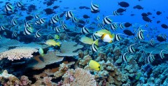 Hurghada - rafa koralowa