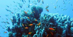 Hurghada - rafa koralowa