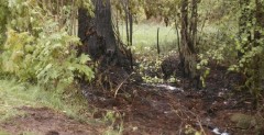 Golf uderzył w drzewo i spłonął: 3 osoby nie żyją