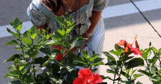 Pitbabes - Indianapolis