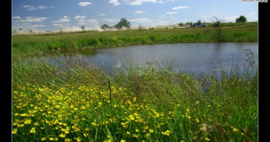 Rajd Polski 2008