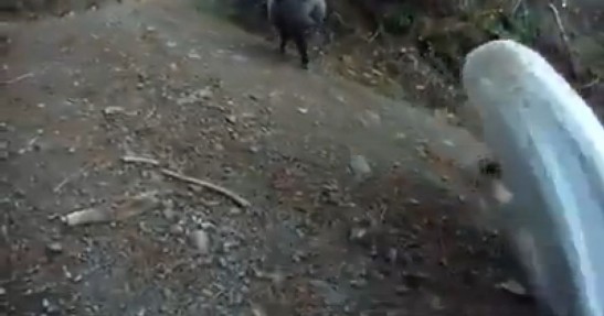 Motocyklista kontra baran