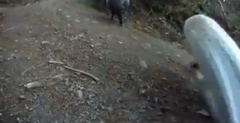 Video: Motocyklista kontra agresywny baran - nierówna walka