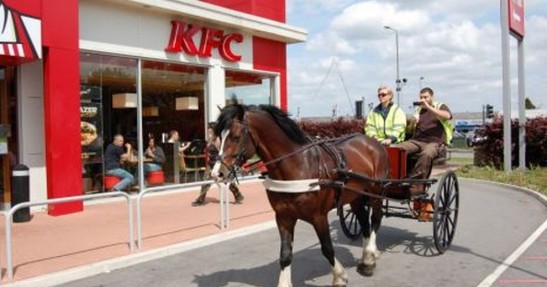 Koniem też można...