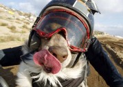 Opee Motocross Dog