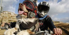 Opee Motocross Dog