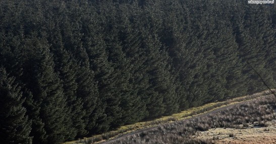 Wales Rally GB 2008