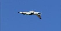 Albatros L-39 - may model odrzutowca RC