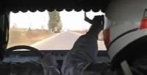Wideo: Makabryczny skok Daci. Protoplaci Pastrany?