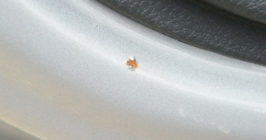 Dacia Duster - korozja