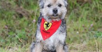 Zlot Ferrari w Sundern