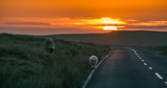 Ford Mustang Bullitt