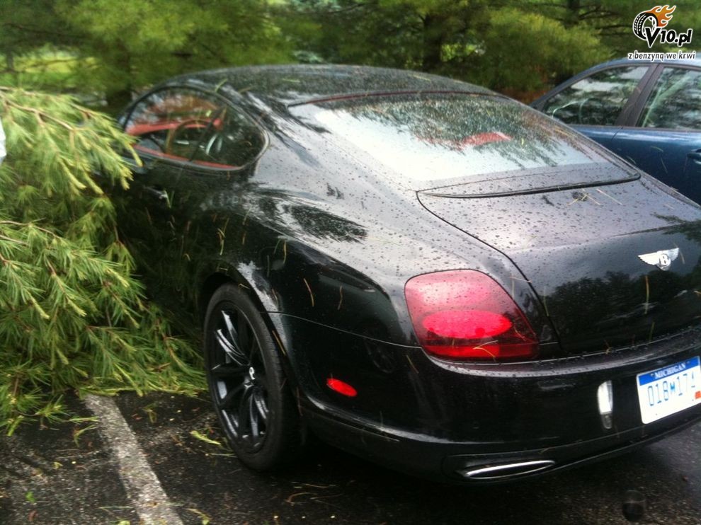 Aston Martin Rapide i Bentley Continental Supersports kontra drzewo