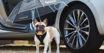 Skoda uzupełnia gamę akcesoriów o parasol dla psów