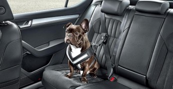 Skoda wprowadza nowe akcesoria do przewozu psów